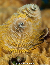 Christmas Tree Worm with a Little fish at base by Marianne Kehr 